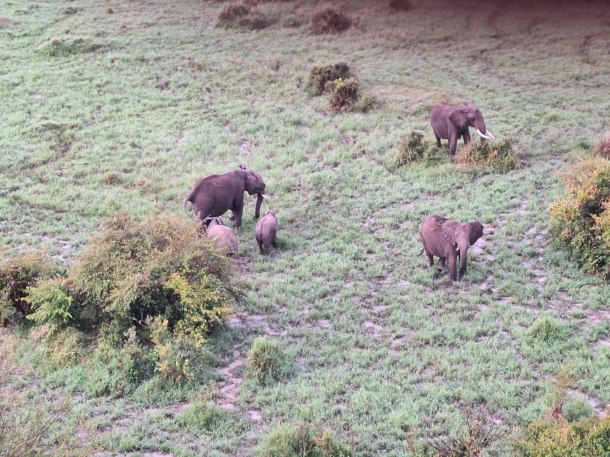 Masai Mara 3. Tag