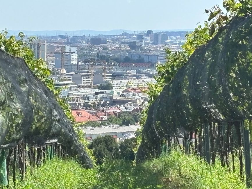 Viena