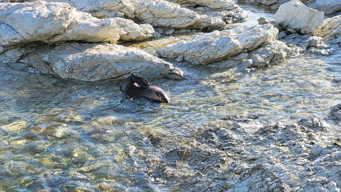 "Animal Watching" in Kaikoura – Part One