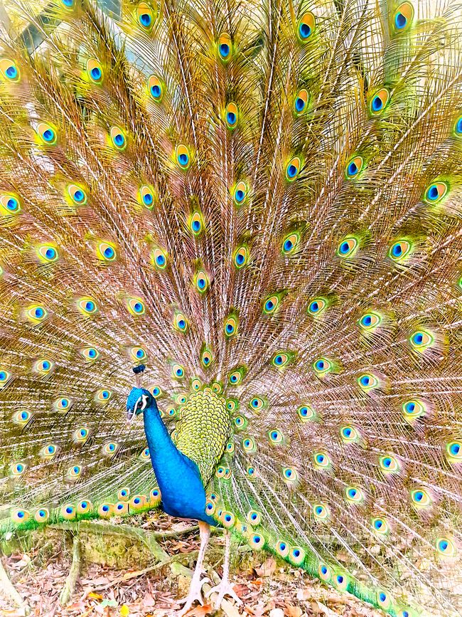 Bird Park