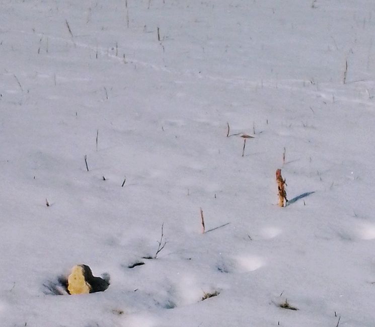 Reset - Neve di ieri, o quale fondamento vuoi costruire?