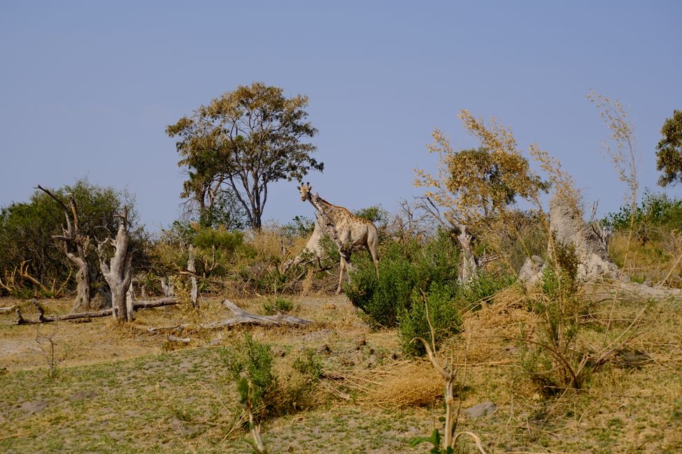 Delta del Okavango 🇧🇼