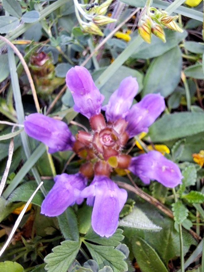 Großblütige Braunelle