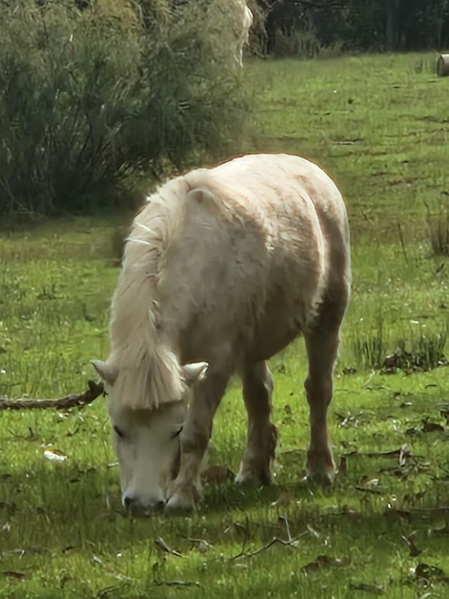 Pony mit Pony