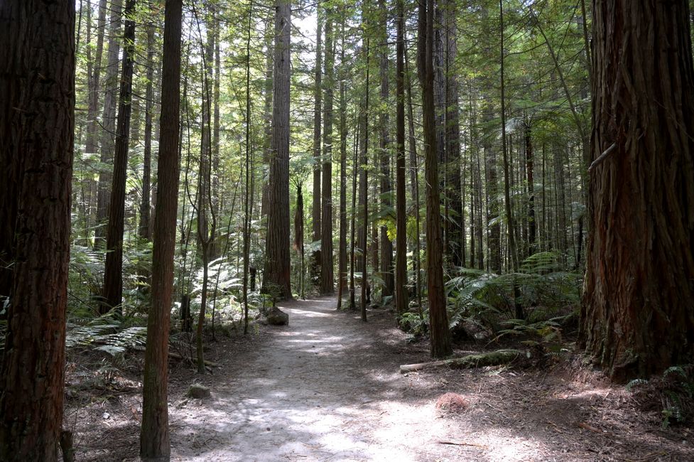 Redwood path beginning