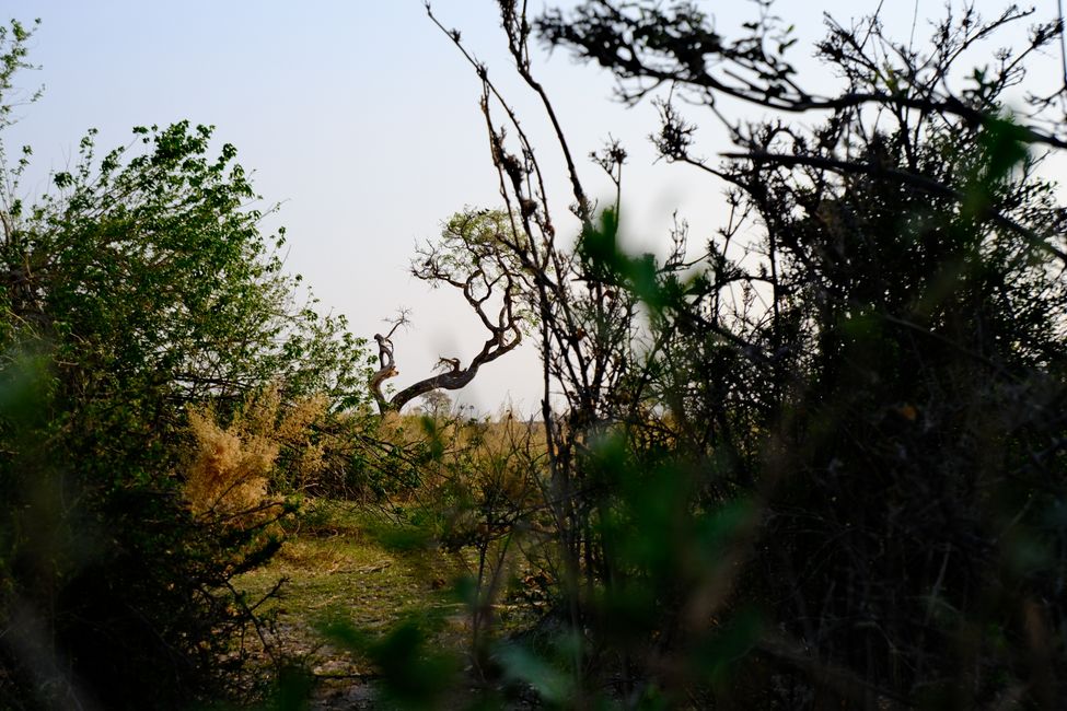 Delta del Okavango 🇧🇼