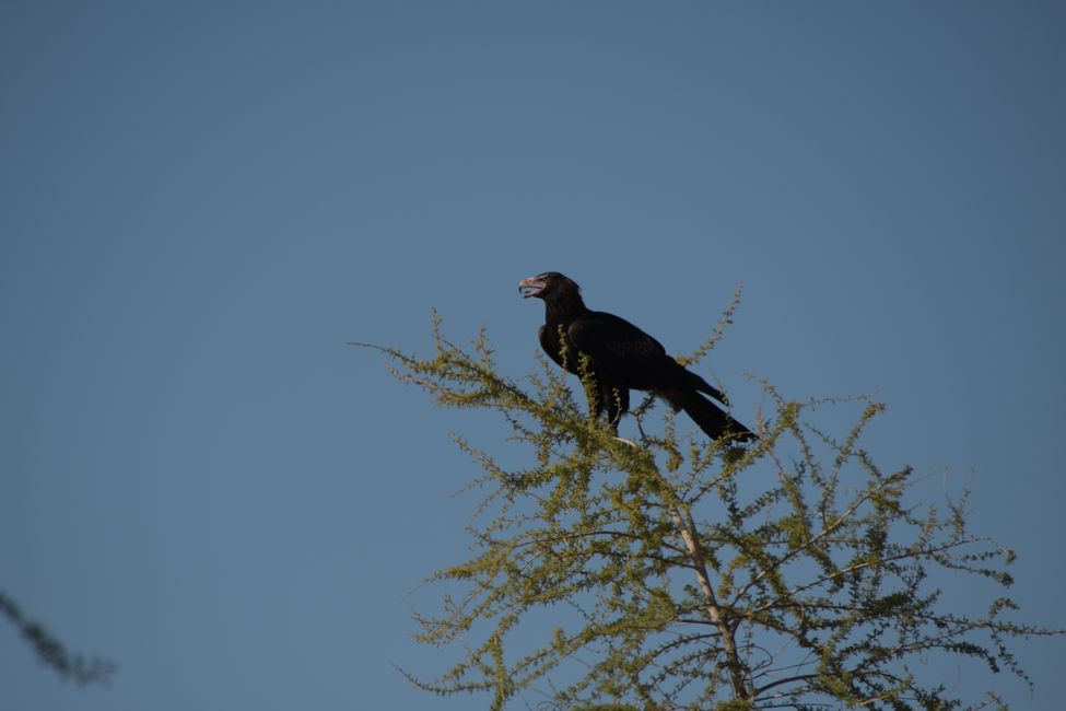 Wedge-tailed Eagle