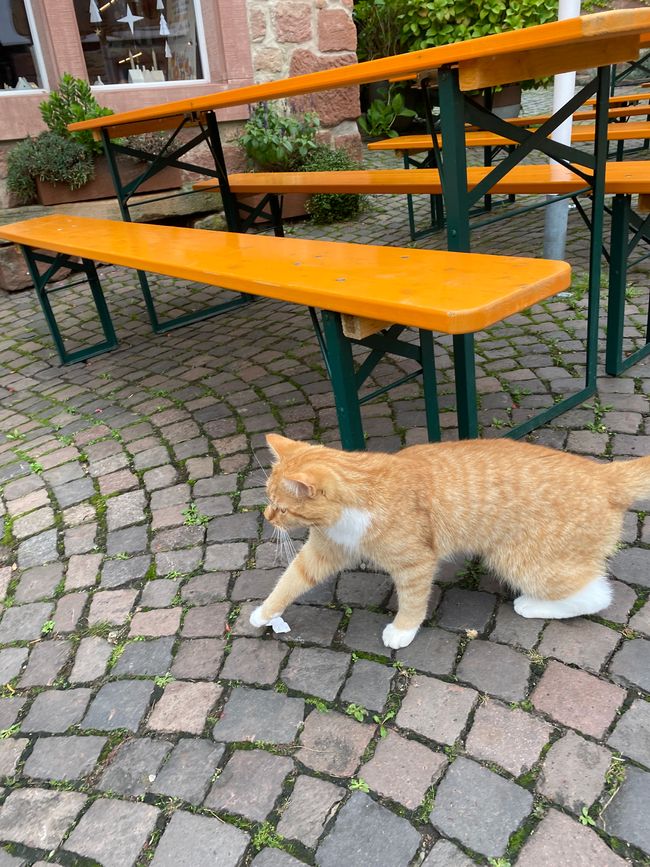 Diese rote Katze hat uns durch den Ort begleitet