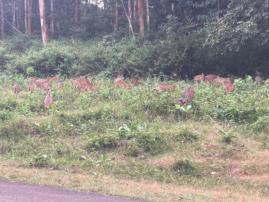 Nationalpark Nagarhole Rehe
