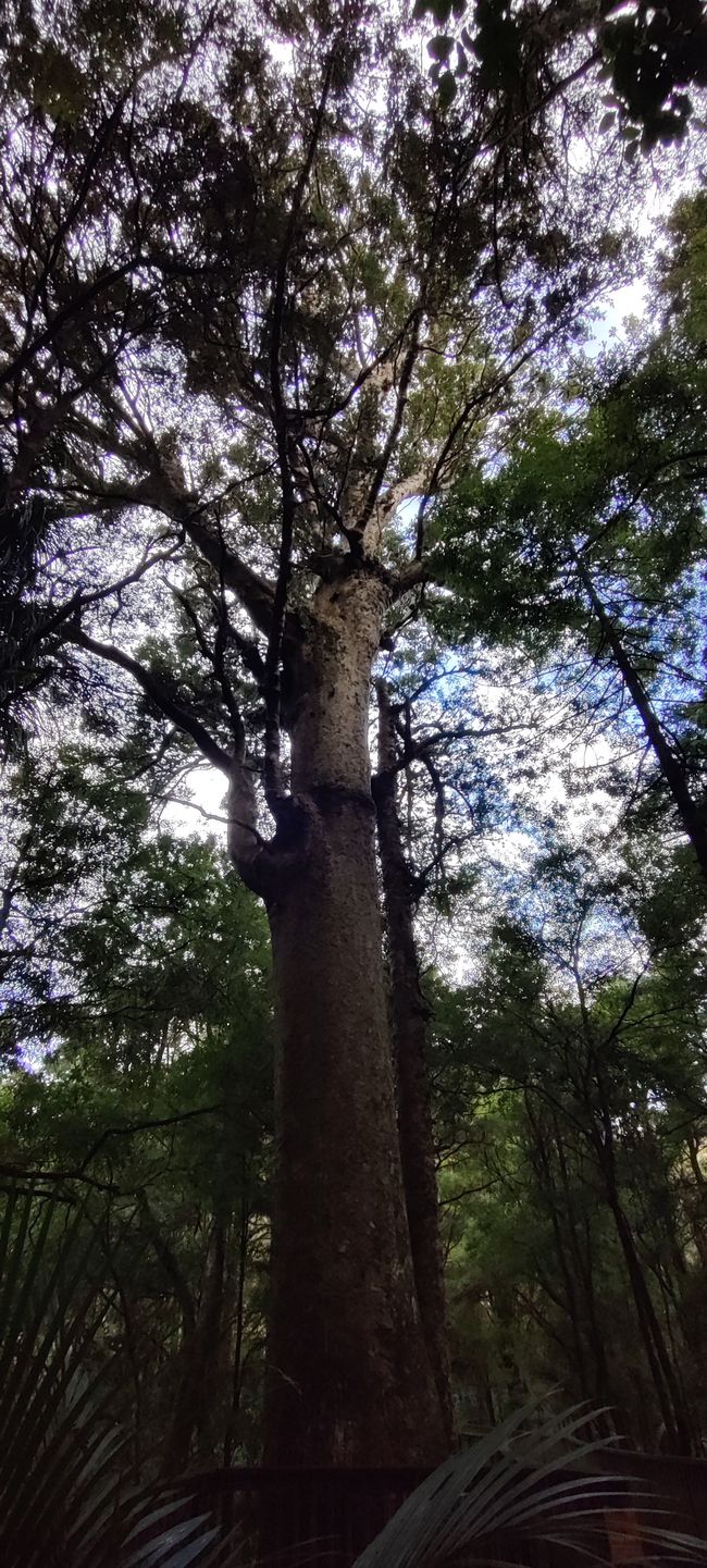 Großer Kauri Baum
