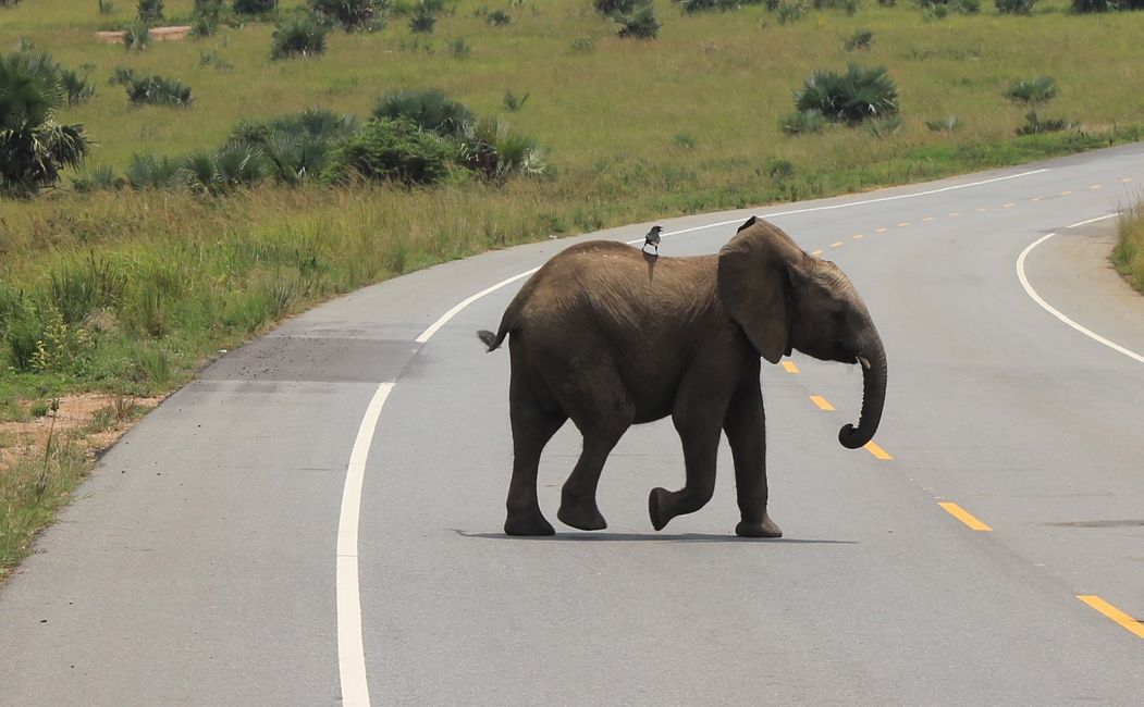 Elephants crossing