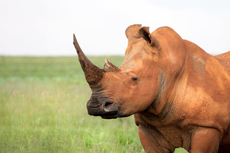 Safari in Kenya: 10 Best Places to Visit in 2025