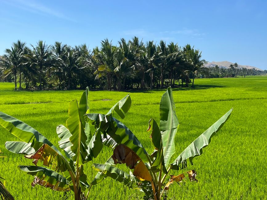 Rice field near Maumere