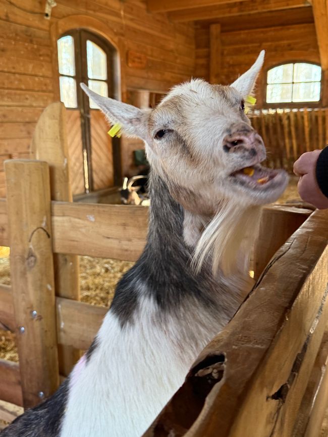 📍Wildpark, Bad Mergentheim/ 📍Wildlife Park, Bad Mergentheim