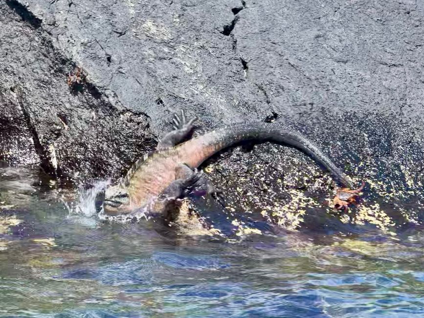 Cormorani incapaci di volare: il cibo è così abbondante e così vicino - basta tuffarsi un po'… Questi uccelli hanno praticamente dimenticato come volare. Si notino le brevi ali a stelo.