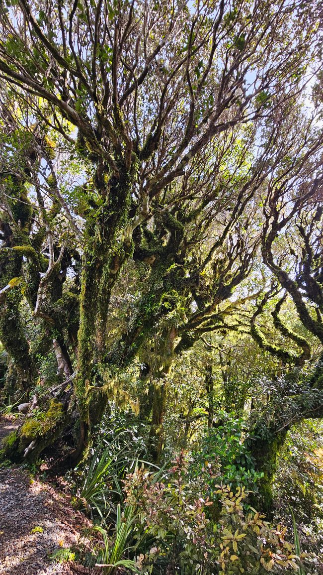 Cape Egmont Lighthouse - Ōakura - Paritutu Rock - Holly Hut Track