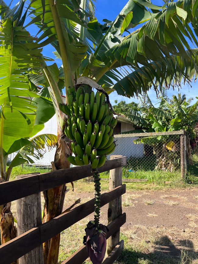 Bananenstauden sind fast überall zu finden