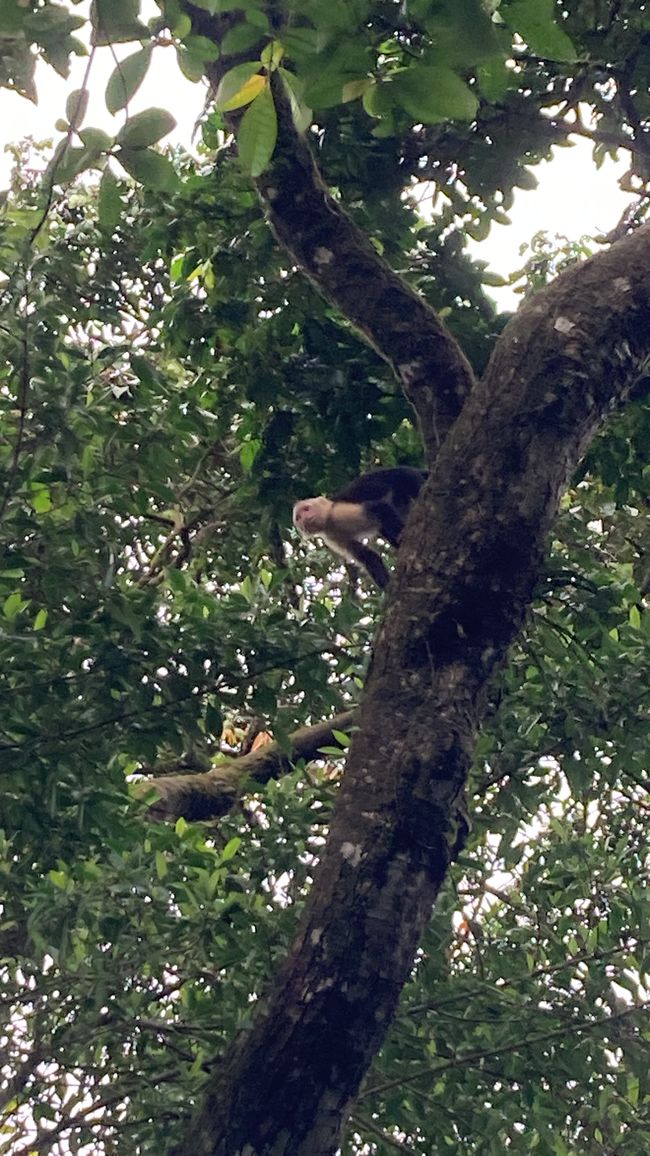 Tortuguero