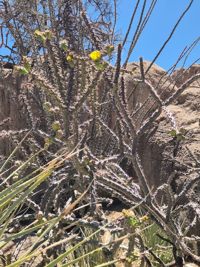 En el Museo del Desierto Arizona-Sonora