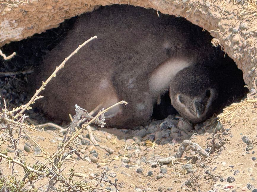 They are waiting in digged holes.