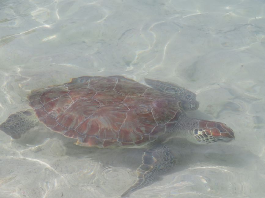 Tortue caouanne