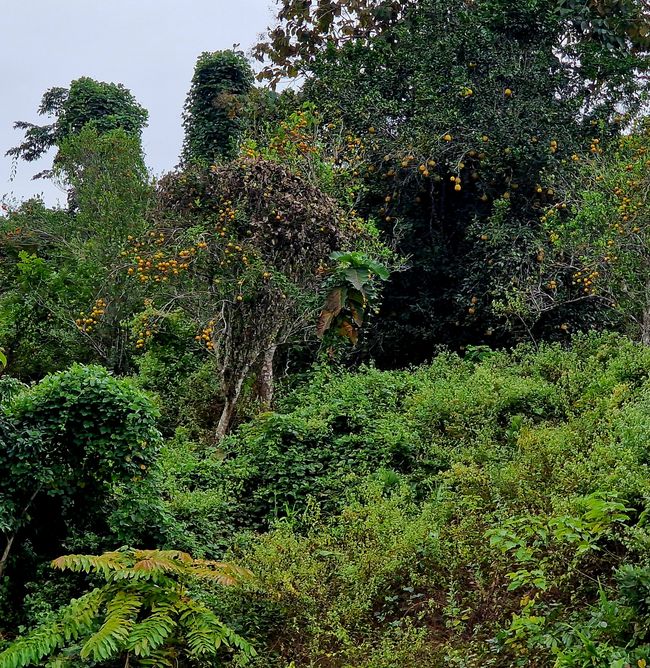 Entlang dem Fluß Nam Ou - nach Muang Ngoi und zurück