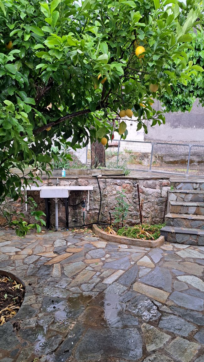 Ploumi's Zitronenbaum in Sernikaki