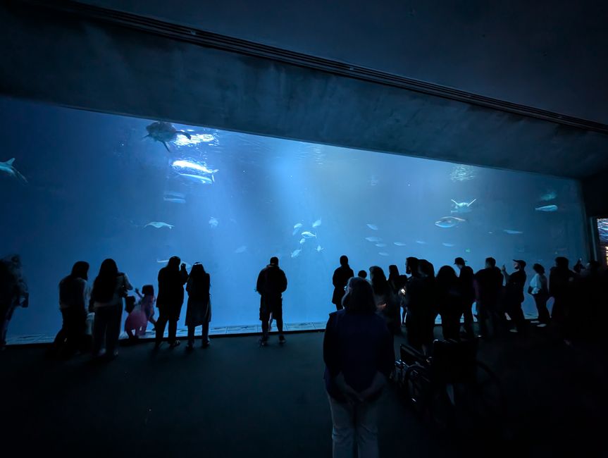 Aquarium de Monterey