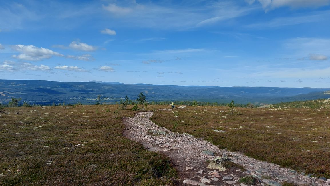Parc national de Fulufjellet - Safari d'élans