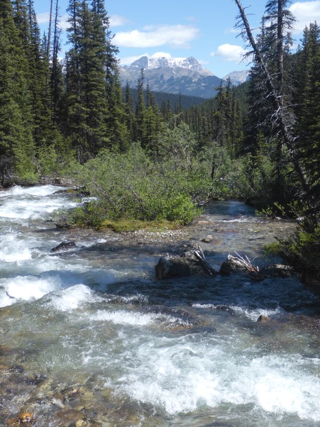 2025-06-19 sur l'Icefields Parkway de Jasper à Lake Louise, CA