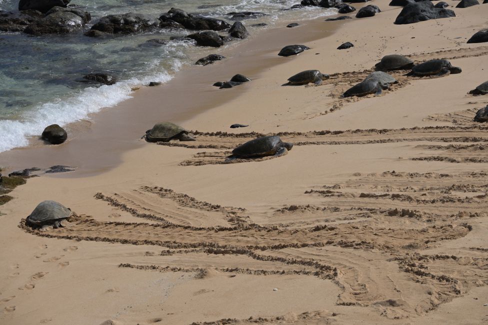 Route de Hana - Plage de Ho'okipa - Tortues de mer vertes