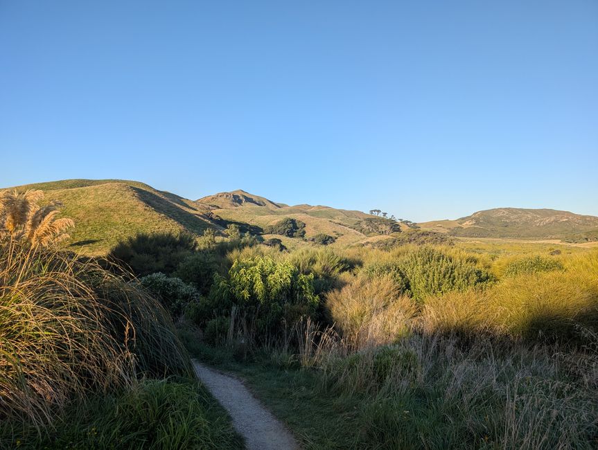 Golden bay