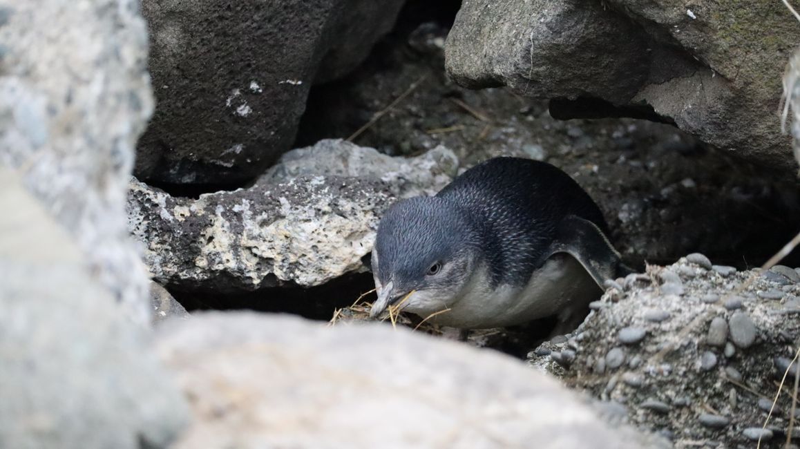Pequeño Pingüino Azul