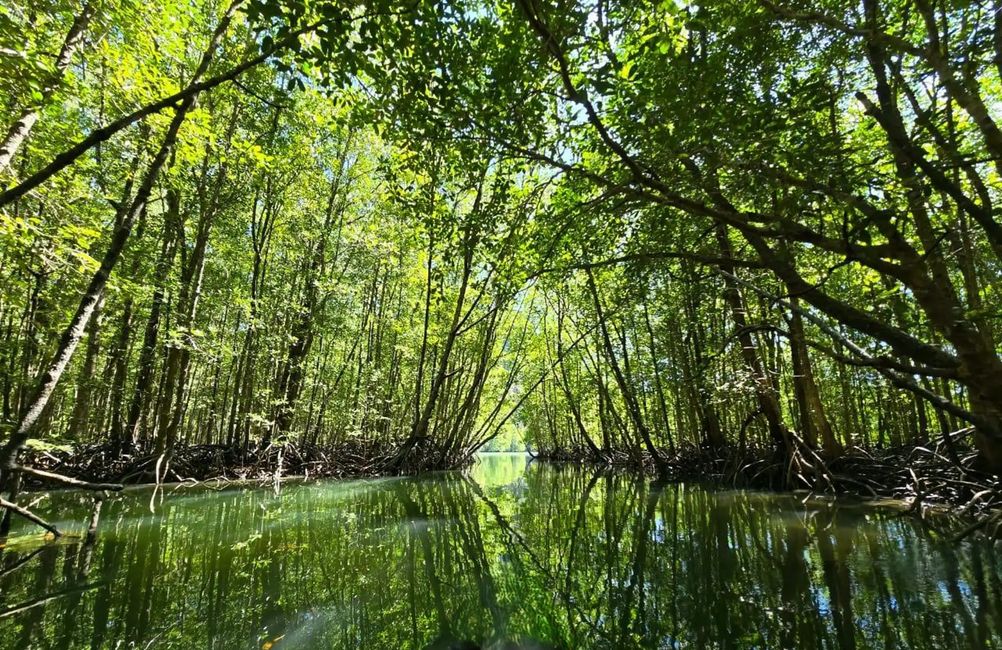 Mangrovenwald