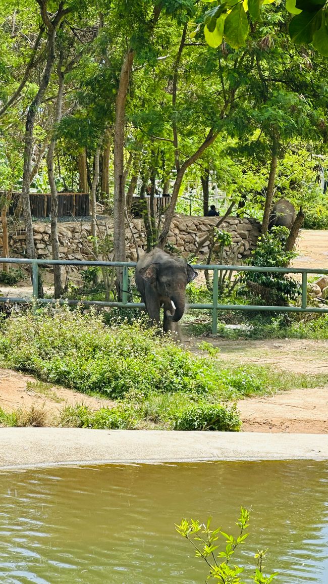Voyage en Thaïlande et Elephant Haven