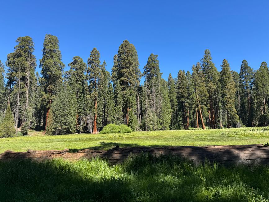 Sequoia National Park