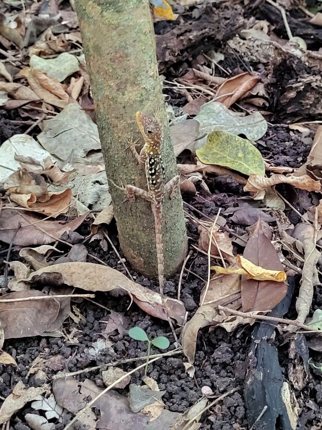 Echse im Wald 