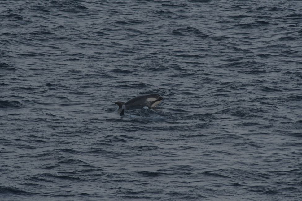 Orques / Killer whales