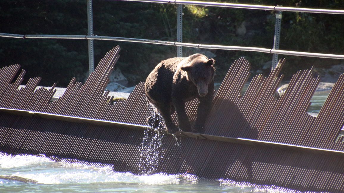 Day 27: Bear Show & Fantastic Mountain Worlds - back to Yukon/Canada