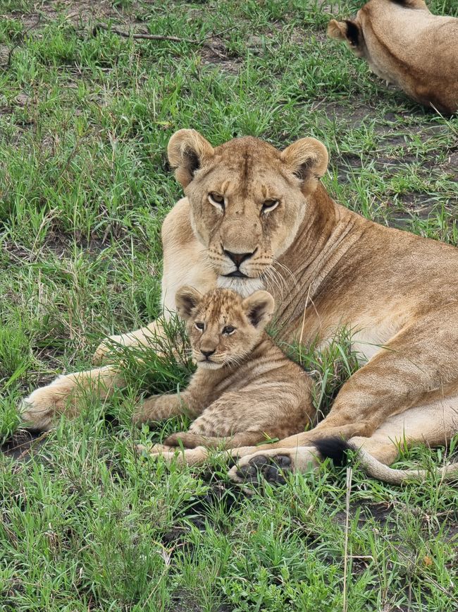 Tansania - Tag 5: Serengeti Nationalpark