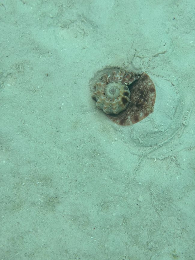 Seeschnecke.