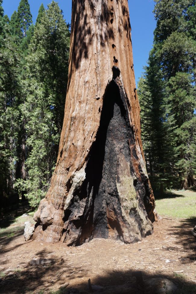 Etiqueta 10 - Gigantes del bosque 🌲