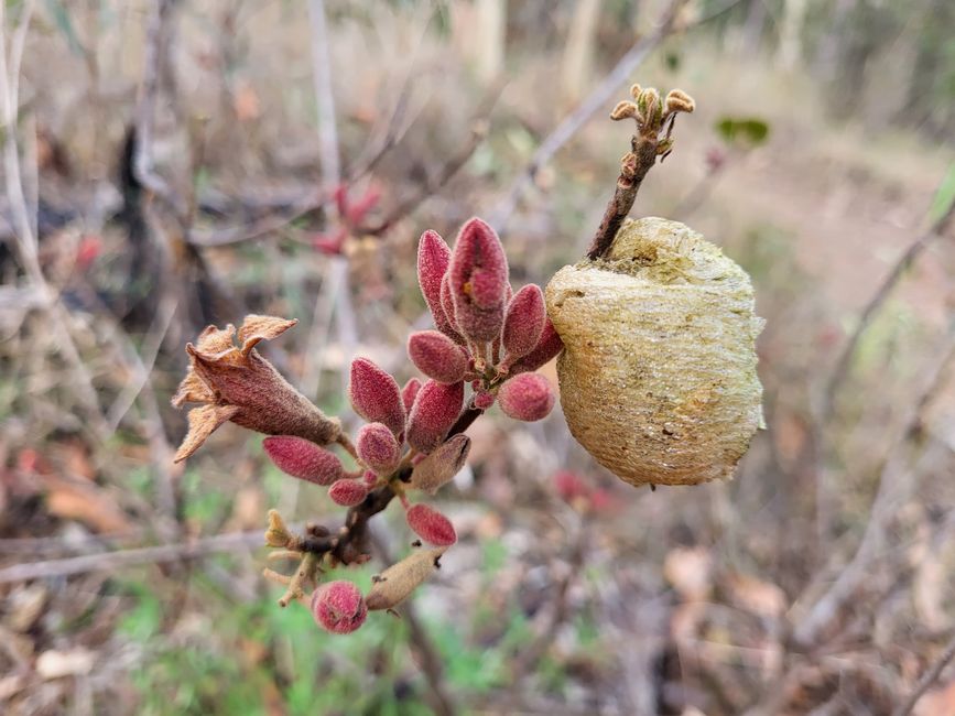 Kurrajongblüte mit Insektennest