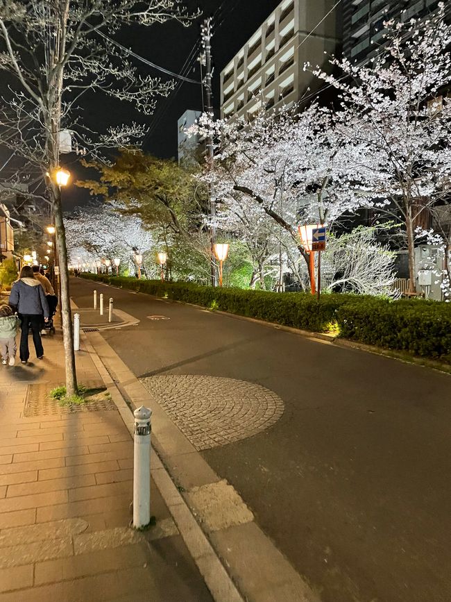 Kyoto-Sábado-05.04.25