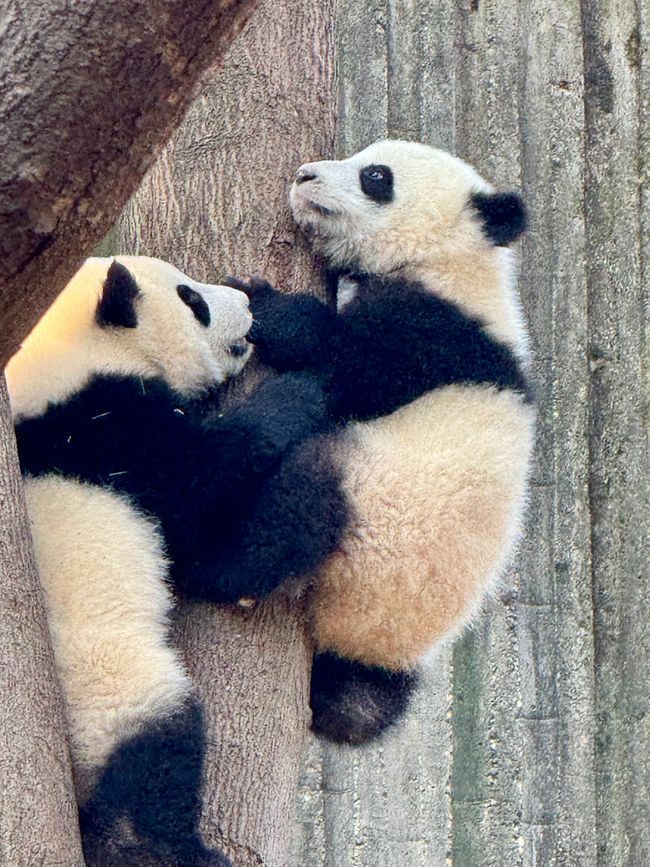 Part 2: Xi'an and Chengdu 🐼