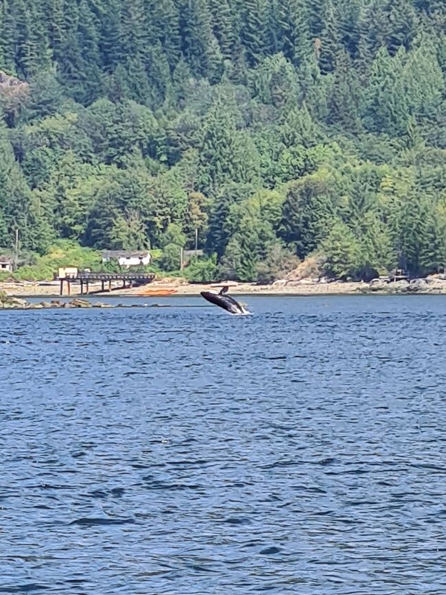 Orca jumping