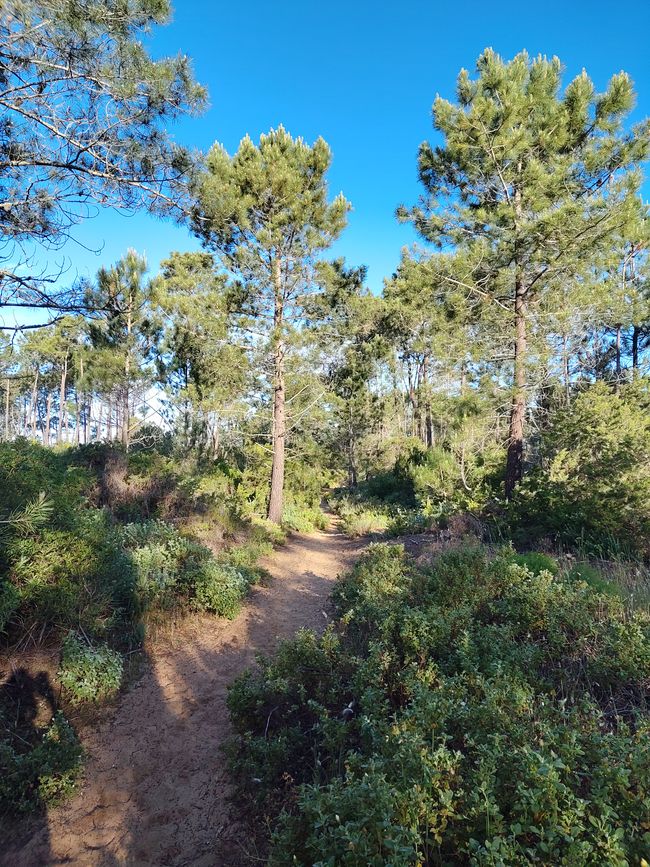 Arrifana -> Aljezur