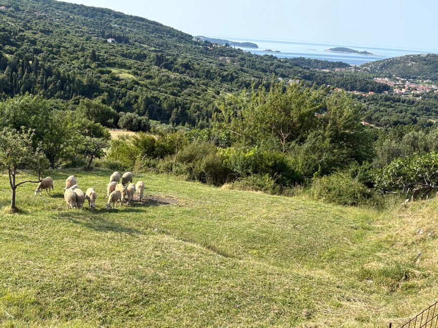 Wir sind wieder unterwegs; von Mlini nach Mljet