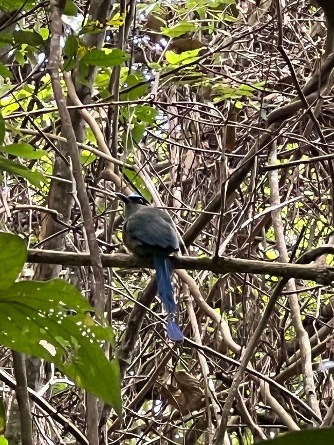 Étiquette 6/Lun, 2ème partie (Parc Archéologique de San Augustin)