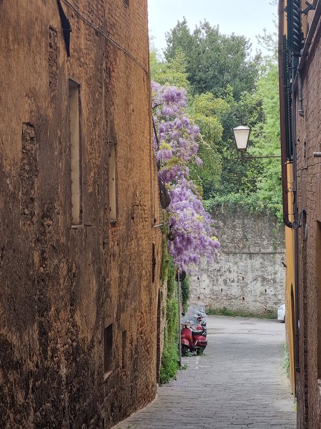 Siena